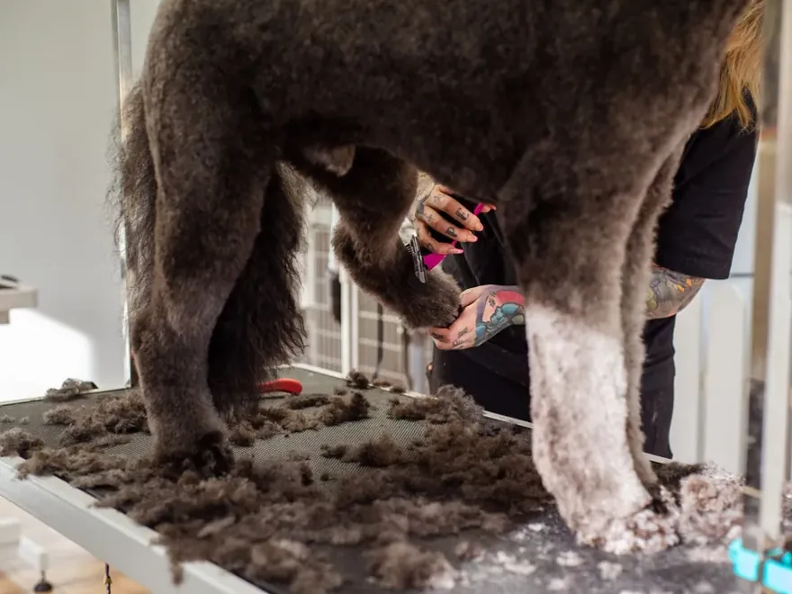 Dog groomer clipping a poodle's coat on a grooming table